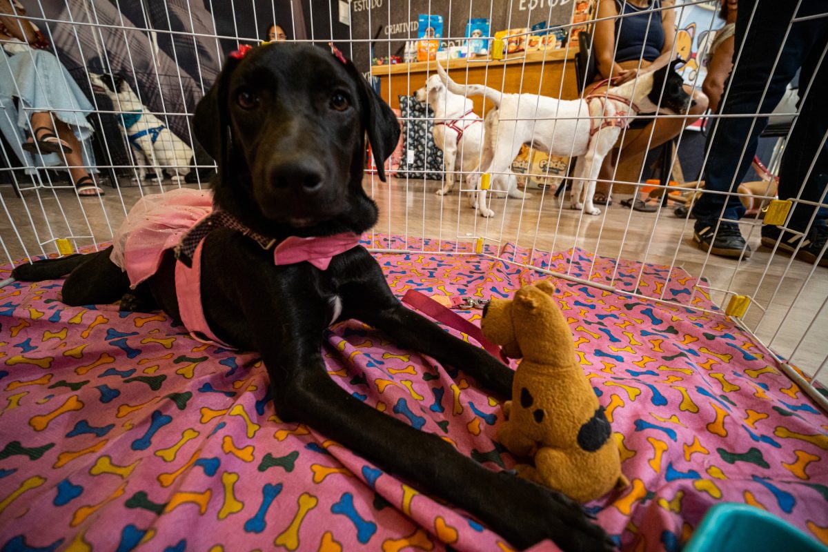 Shopping Nova Iguaçu recebe campanha de adoção de cães e gatos no domingo (18)