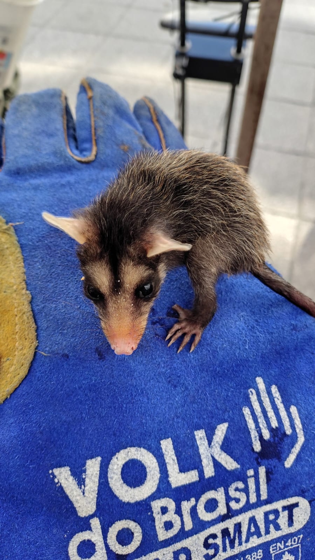 gambás encontram proteção na Guarda Municipal de Niterói – Prefeitura Municipal de Niterói